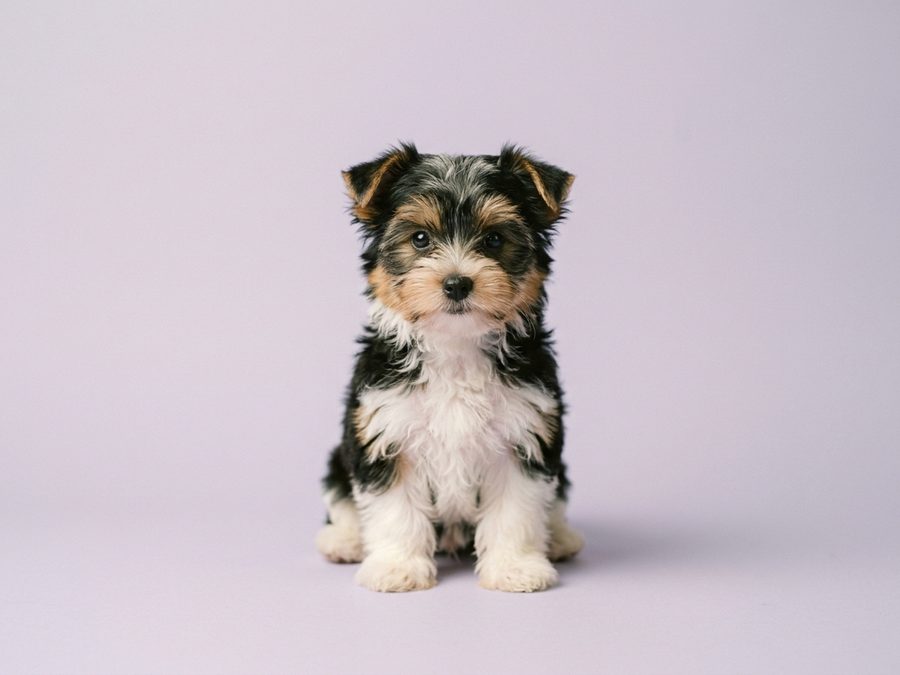 Biewer Terrier puppy for sale in Singapore