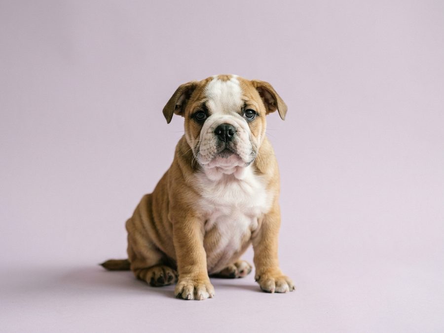 British Bulldog puppy for sale in Singapore