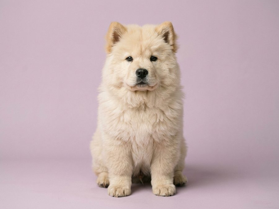 Chow Chow puppy for sale in Singapore