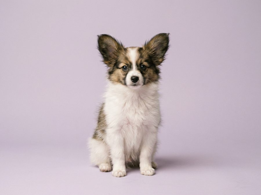 Papillon puppy for sale in Singapore