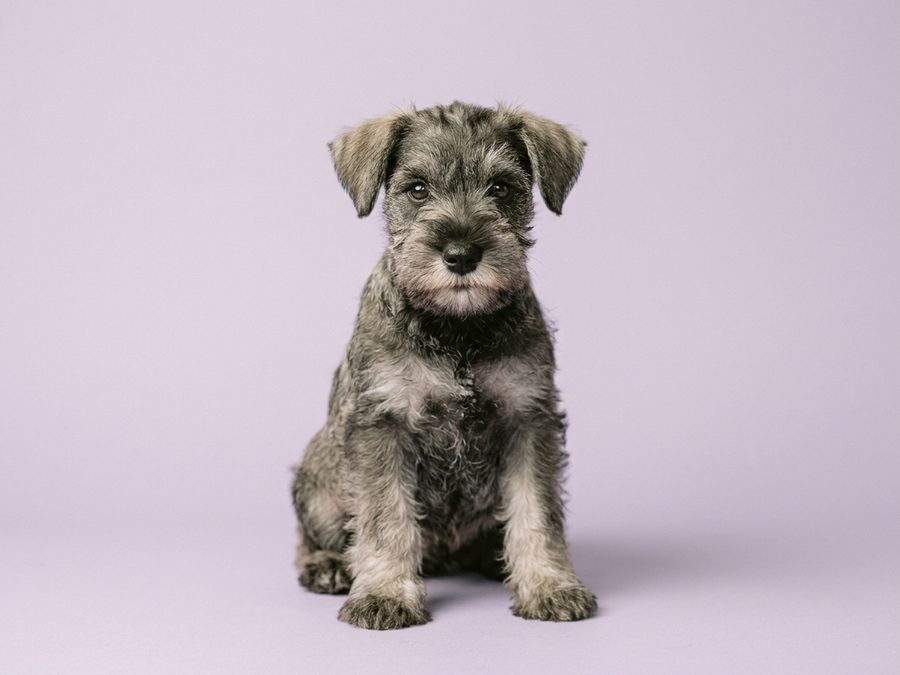 Miniature Schnauzer puppy for sale in Singapore