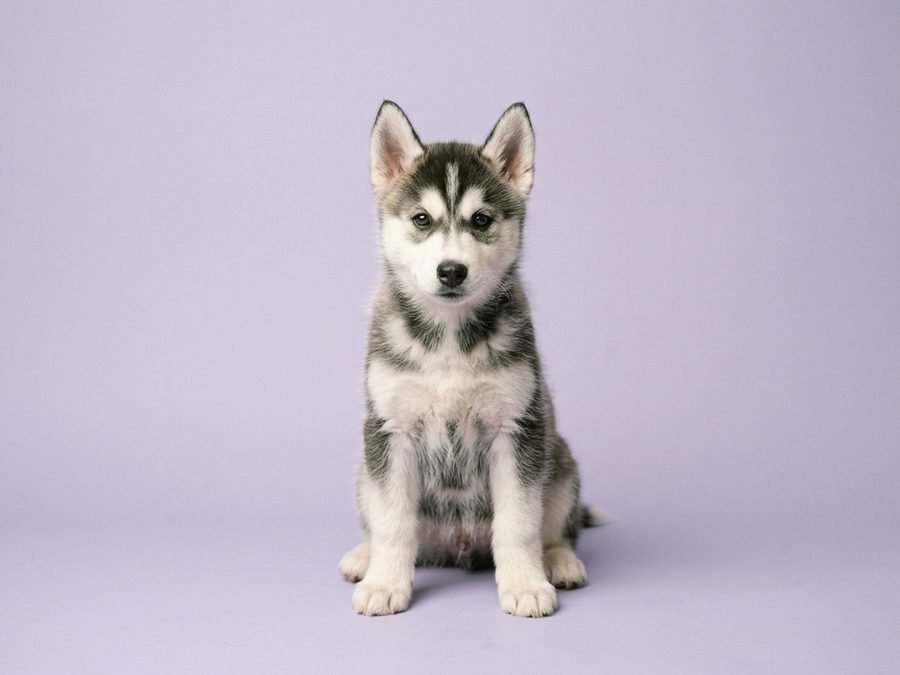 Siberian Husky puppy for sale in Singapore