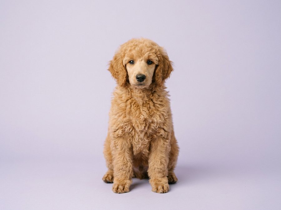 Standard Poodle puppy for sale in Singapore