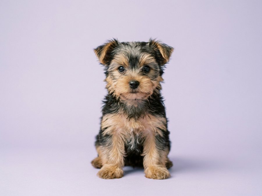 Yorkshire Terrier puppy for sale in Singapore