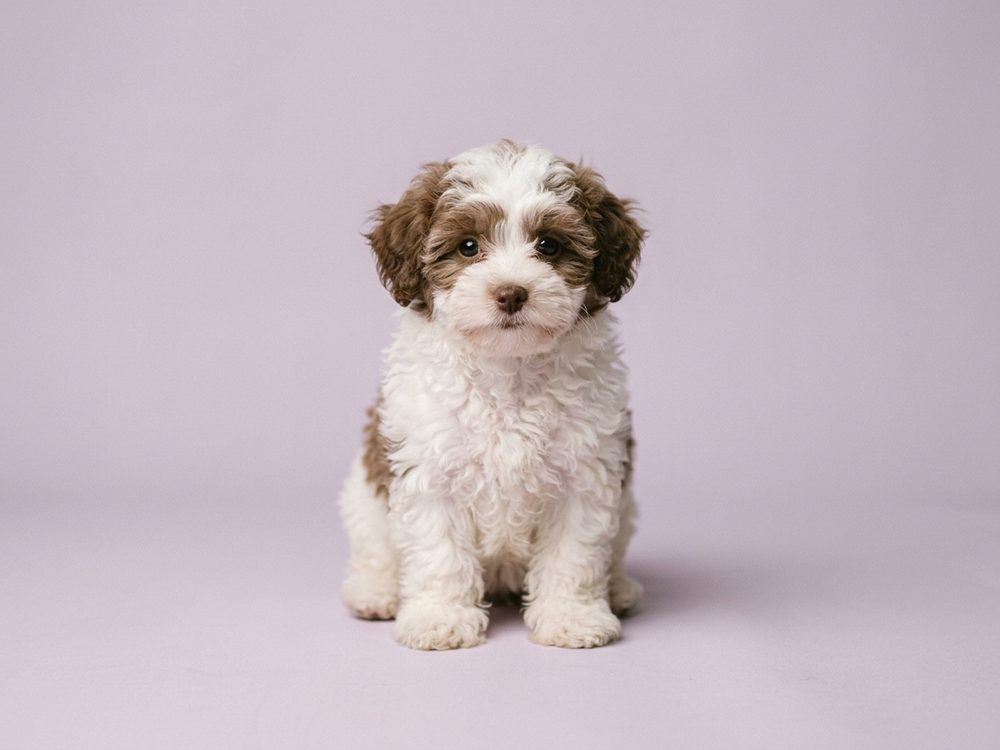 Maltipoo puppy for sale in Singapore with published price