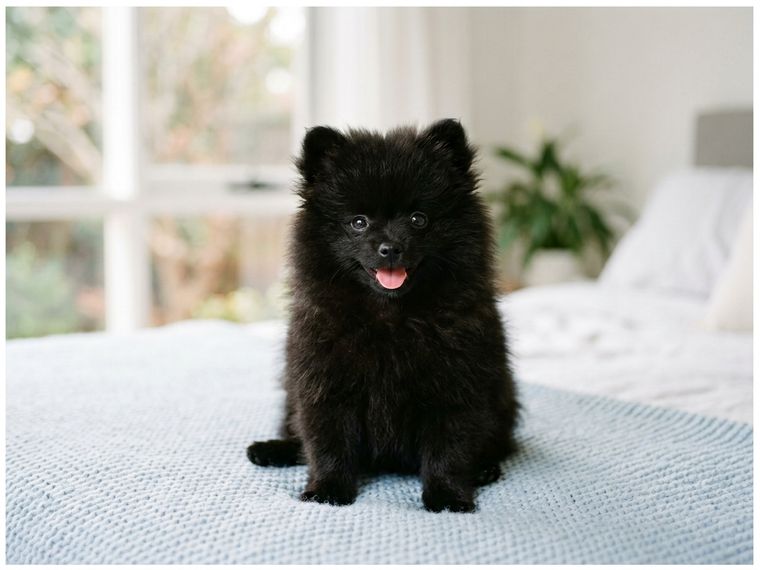 Black Pomeranian puppy for sale in Singapore