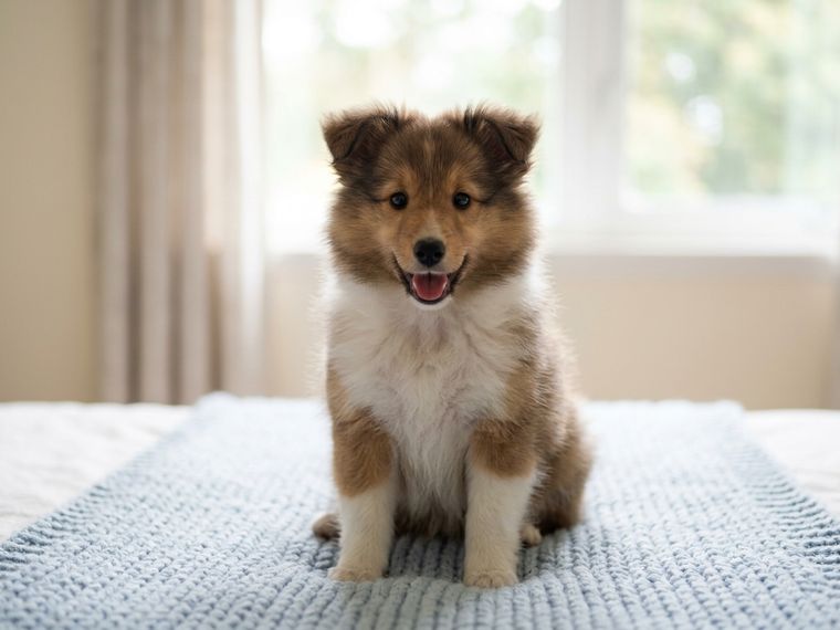 Mahogany Sable Shetland Sheepdog puppy for sale in Singapore