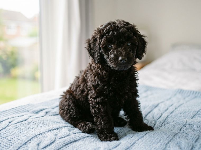 Black Toy Poodle puppy for sale in Singapore